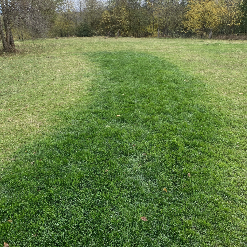 A soggy, unusually green patch of lawn over the drain field of a Saint Louis home, a sign the septic tank needs pumping